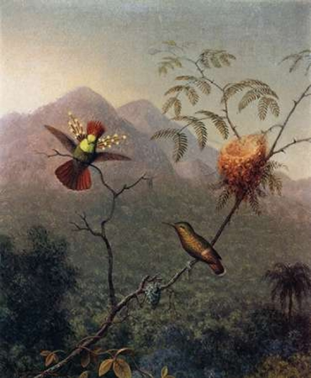 Tufted Coquette Poster Print by Martin Johnson Heade - Item